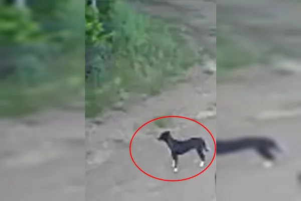 Veja imagem de cachorro desesperado após ser abandonado por tutor