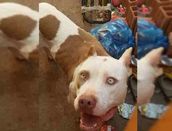 Pitbull ataca jovens