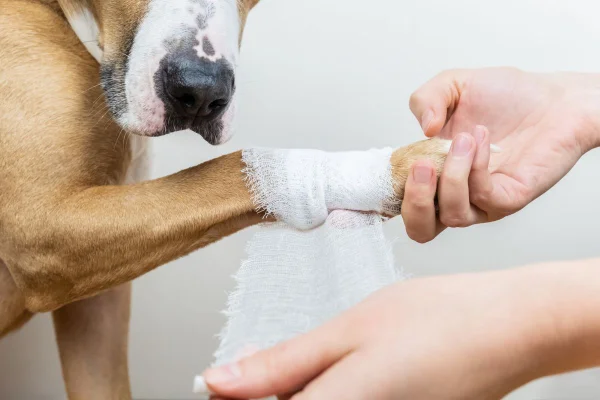 cachorro caramelo com a pata enfaixada
