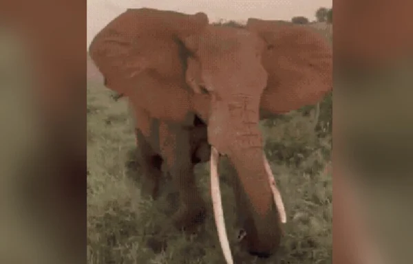Elefante avança contra turistas e causa pânico em safári na África