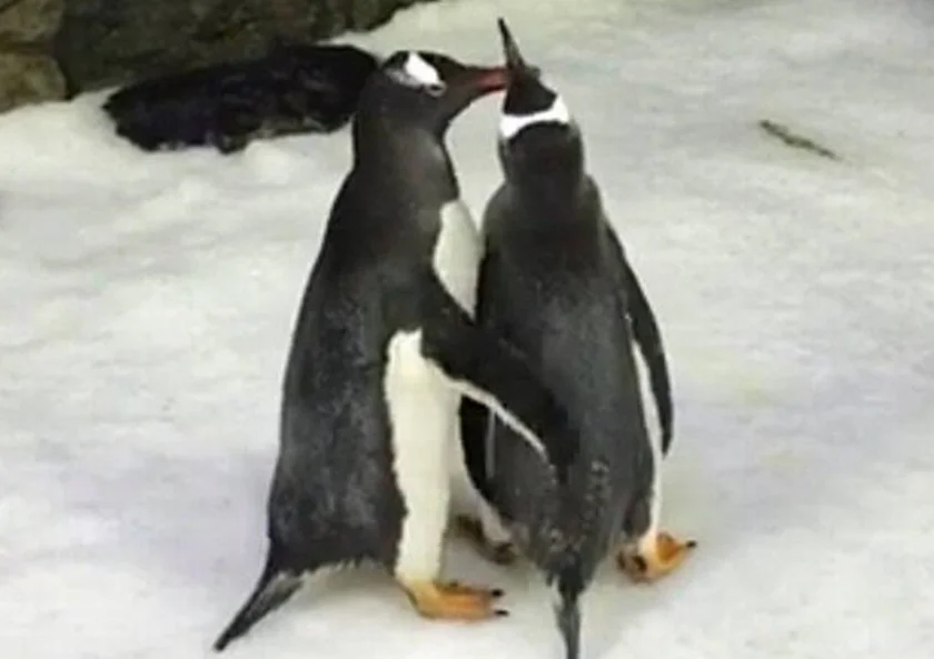 ONG encontra ao menos 70 pinguins mortos em praias de Santa Catarina - imagem 3 ONG encontra ao menos 70 pinguins mortos em praias de Santa Catarina - imagem 3