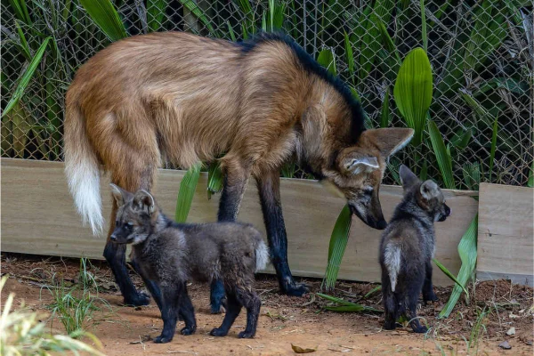Imagem colorida mostra filhotes de lobo-guará que nasceram no zoo de São Paulo - Metrópoles