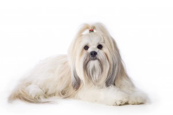 10 curiosidades incríveis sobre os cães da raça lhasa apso