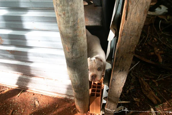 Maior boca de fumo da Asa Sul também esconde canis clandestinos
