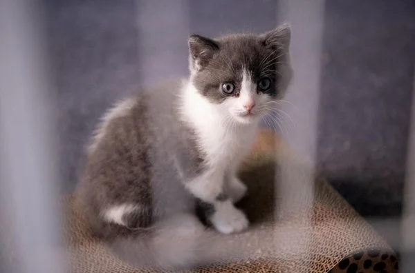 Empresa anuncia primeiro clone de gato na China. Veja fotos!