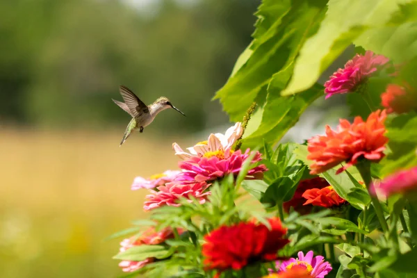 Foto de um beija-flor voando perto de flores -Metrópoles.