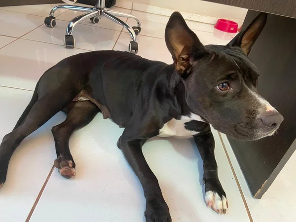 Pit-bull que engravidou de pinscher perde filhotes e descobre tumor