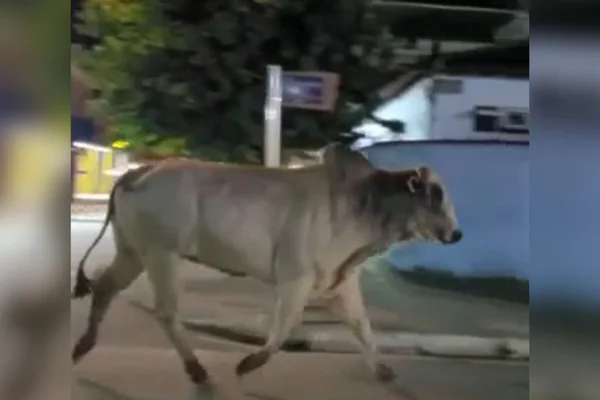 Boi escapa em rodeio em Angra dos Reis RJ 3