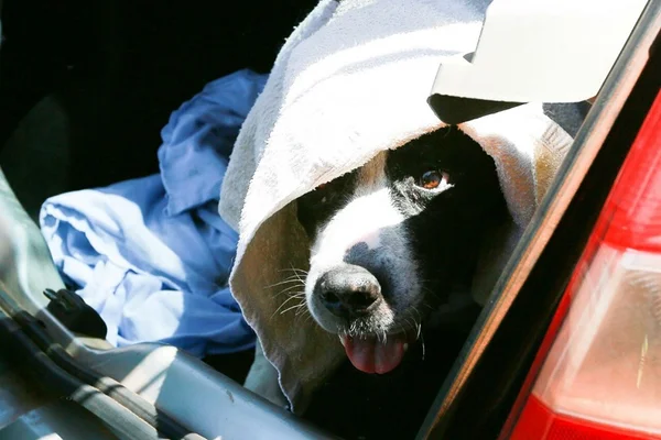 “Cachorra mais triste do mundo” pode ser morta após donos a rejeitarem