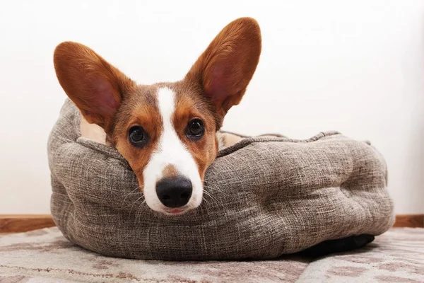 cachorro com a orelha em pé