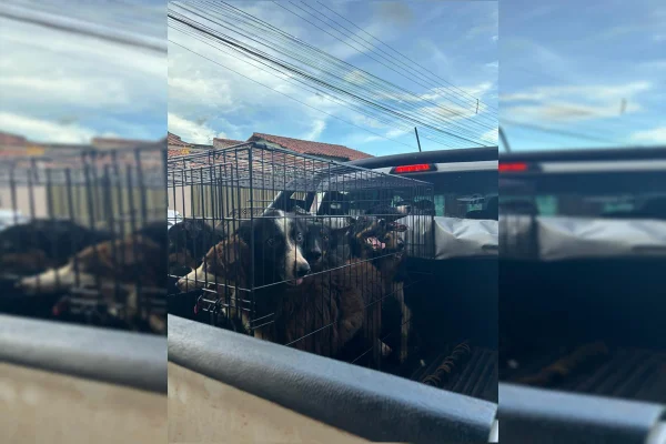 Cachorros apreendidos