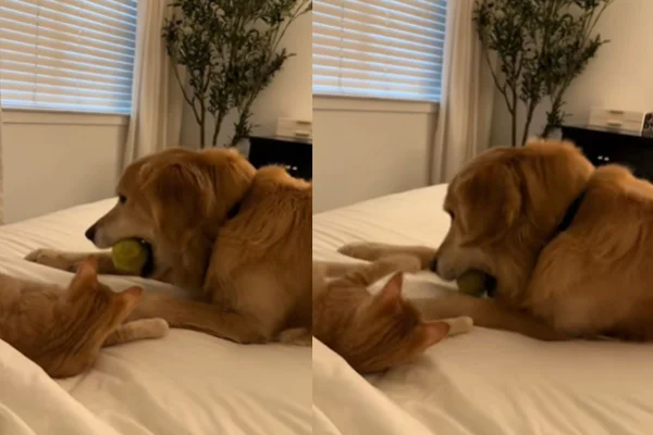 Montagem de duas imagens de cachorro e gato brincando