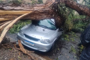 Árvore cai em cima de carro em Alto de Pinheiros