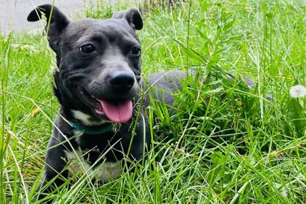 foto colorida de cachorra deitada na grama