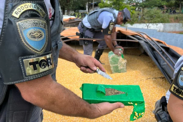 Imagem colorida de apreensão de mais de 2 toneladas de maconha feita em meio a carga de milho no interior de São Paulo. - Metrópoles