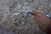 Na entrada da caverna, o crânio de um dos primeiros humanos está emergindo lentamente do sedimento rochoso; levará anos até que ele seja totalmente escavado
