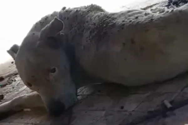 cachorro pitbull carrapatos dono preso goias (2)