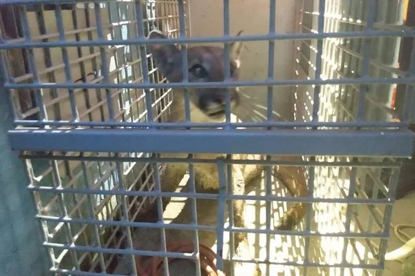 Onça-parda é capturada dentro de escola; operação durou 11 horas