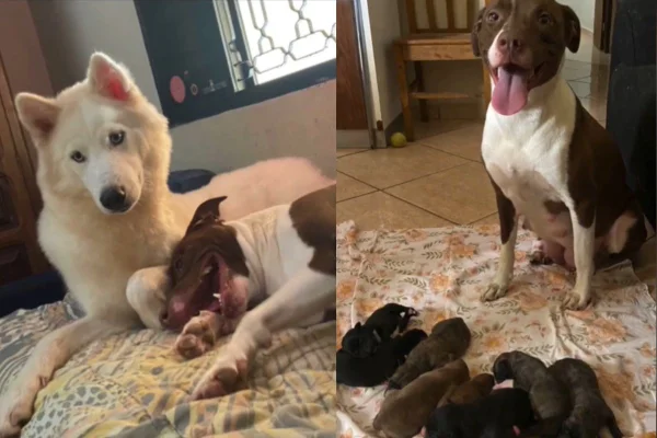 Montagem de duas imagens coloridas de cachorros husky e pitbull juntos. A segunda da pitbull e filhotes