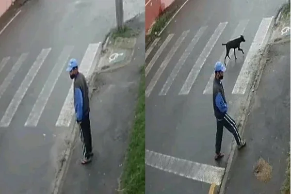 Homem é flagrado praticando zoofilia contra cachorro em Curitiba