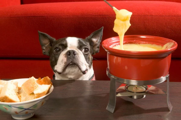 Imagem colorida de cachorro olhando comida na mesa