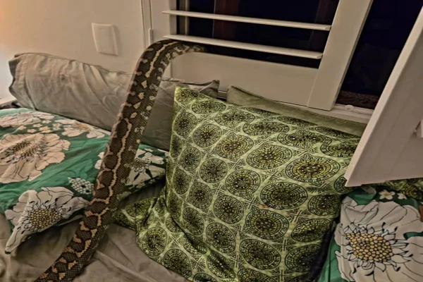 Que susto: australiana acorda com cobra píton de 2,5 m em cima dela