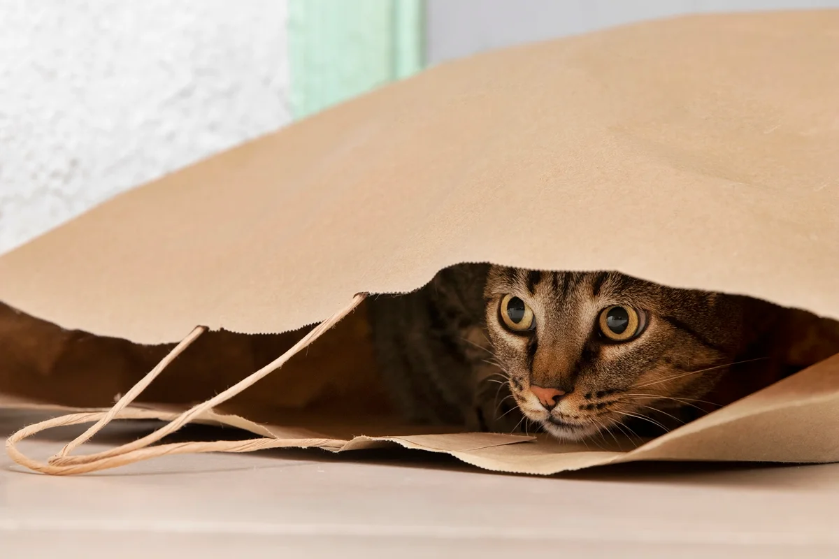 Tem um gato em casa? Veterinária ensina como "decifrar" hábitos do pet