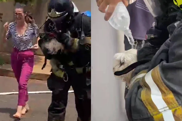 Bombeiros foram acionados para combater fogo causado por vazamento de gás de cozinha em Paraguaçu Paulista. Poodle estava presa na casa - Metrópoles