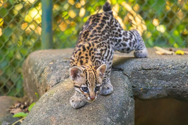Nova moradora: filhote de jaguatirica nasce no zoológico de São Paulo - destaque galeria