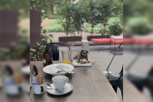 Mesa com pratos e xícara e macaco em cima de prato branco. Árvores ao fundo