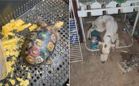 Jabuti e cachorro, que foi encontrado morto, em Goiânia