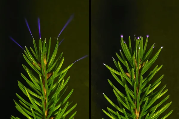 Imagem colorida mostra árvore brilhando nos Estados Unidos - Metrópoles