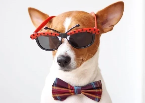 Confira as 10 atividades favoritas dos cães