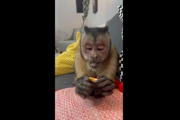 Fãs estão tristes com a morte do famoso “macaquinho do TikTok”