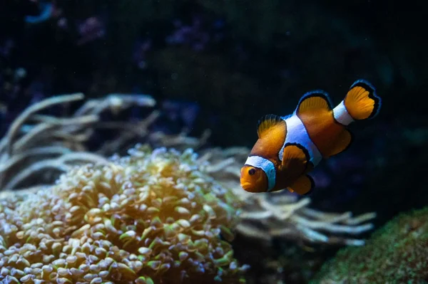 Imagem colorida mostra um peixe-palhaço - Metrópoles