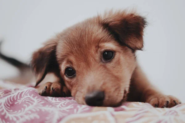 filhote de cachorro deitado