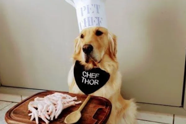 cachorro chefe com pé de galinha