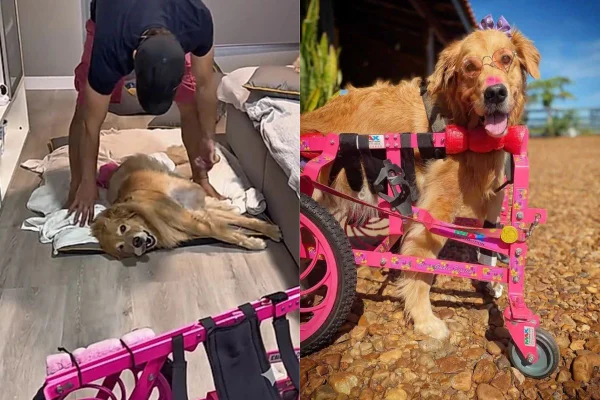 montagem colorida com fotos de cadela paraplégica