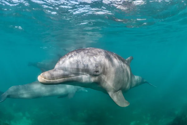 Foto colorida de golfinho no oceano