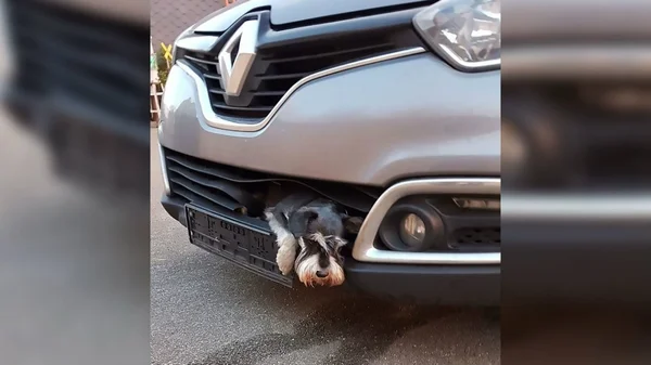 Cachorro “viaja” em para-choques após ser atropelado