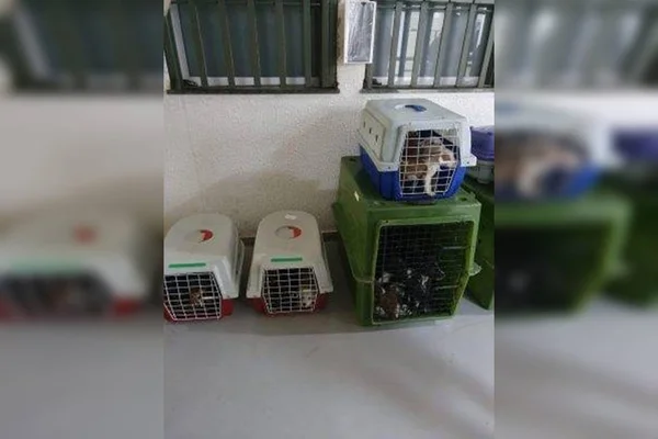 Doze pessoas são presas por tráfico e maus-tratos de animais em feira no RJ