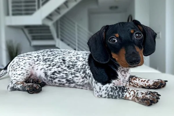 Conheça Moo, o cãozinho que é metade dálmata e metade salsichinha