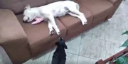 Por lá, a cachorrinha do rapaz não gostou muita da presença do novo visitante Por lá, a cachorrinha do rapaz não gostou muita da presença do novo visitante