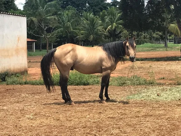 Cavalos são roubados em Planaltina. Donos oferecem R$ 1 mil de recompensa