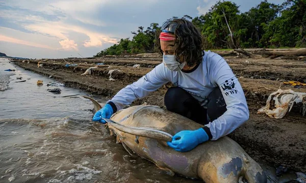 Imagem colorida mostra pesquisador analisando corpo de boto morto na Amazônia - Metrópoles