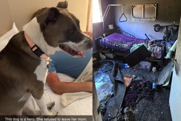 Montagem de duas imagens coloridas, uma da cadela pit'bull, outra dos destroços do quarto