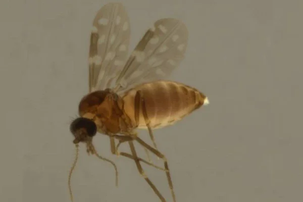 Imagem colorida mostra o mosquito Culicoides paraenses, responsável por casos da Febre Oropouche - Metrópoles