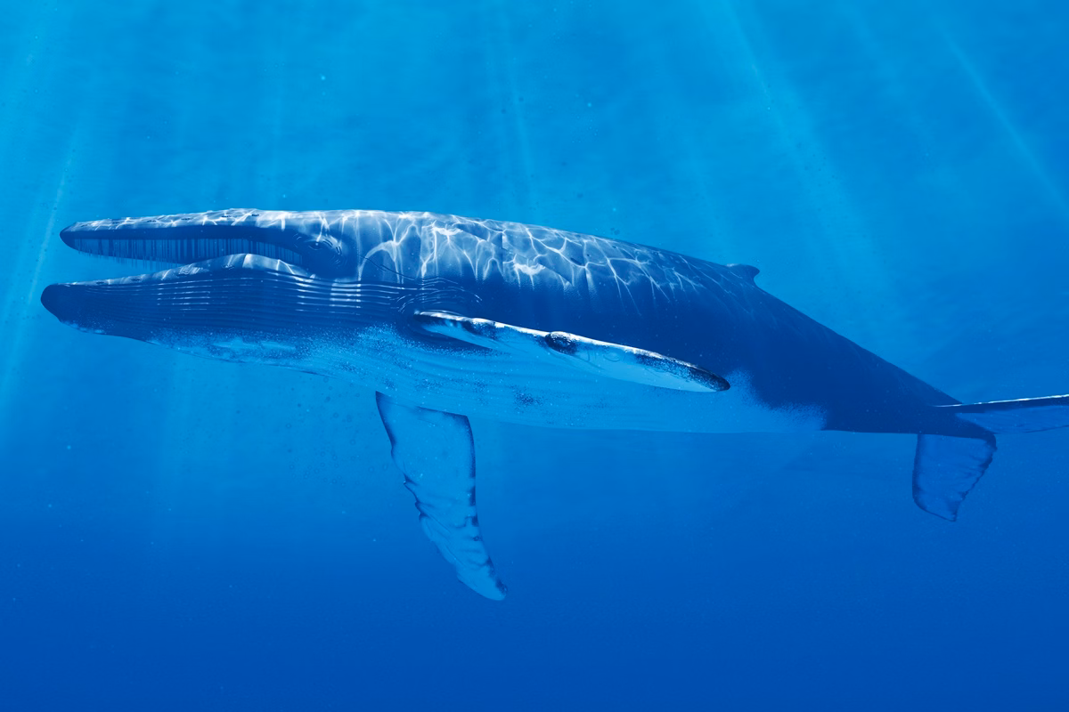 baleia-azul-1 Maior ser vivo do mundo: veja por que fungos e baleias disputam título