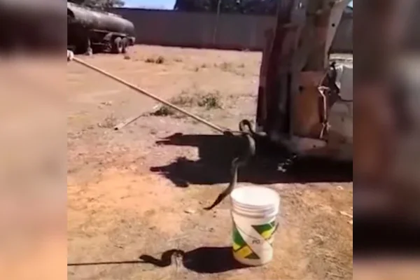 Foto de uma cobra sendo retirada de um balde com uma vara
