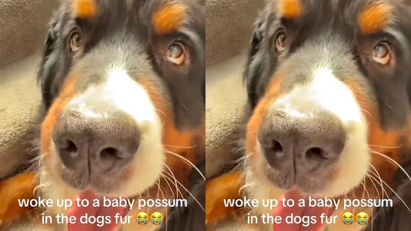 cachorro com gambá no pelo